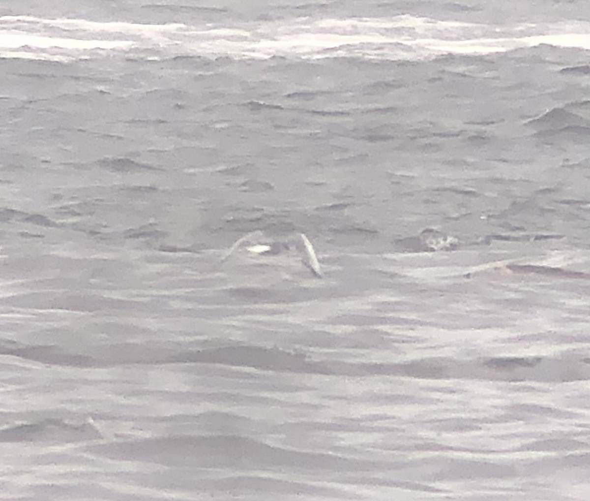 Bonaparte's Gull - ML639643159