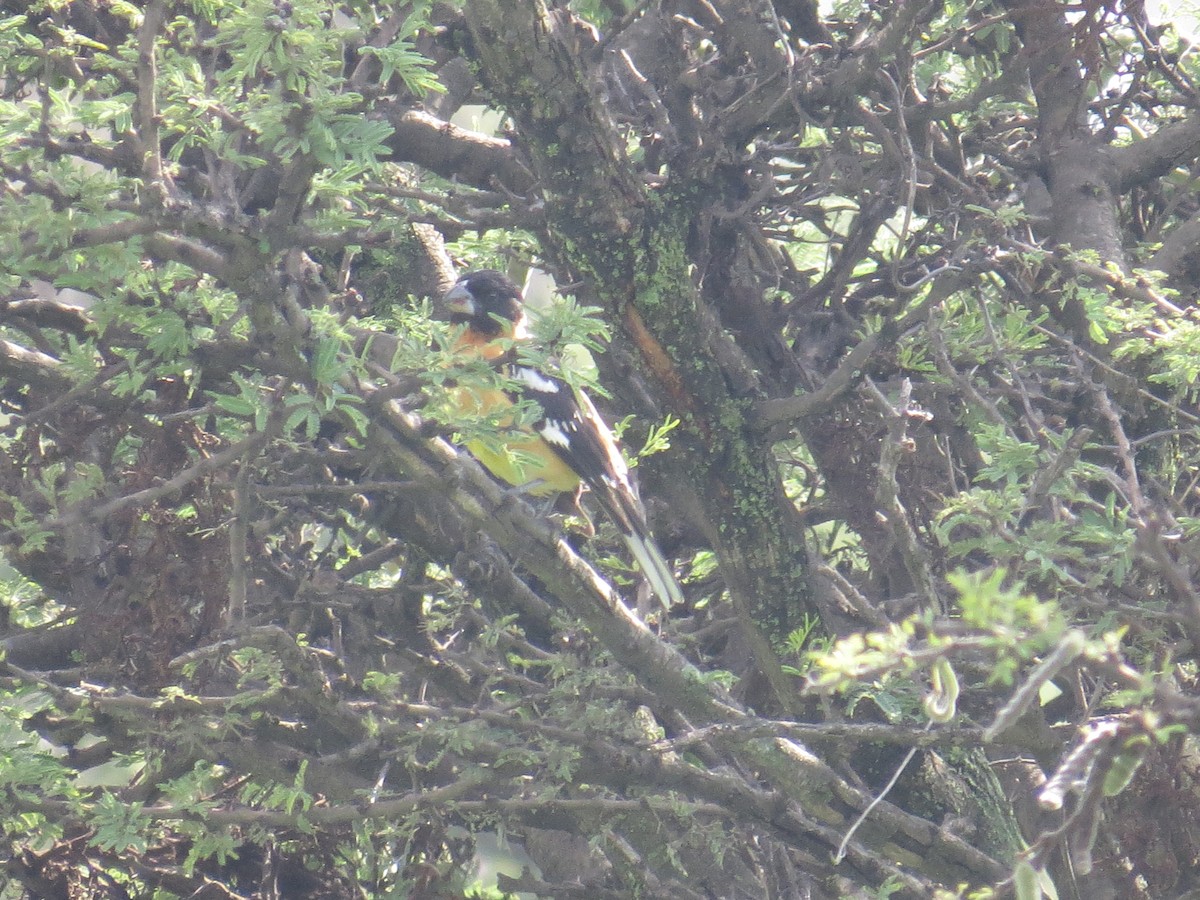 Black-headed Grosbeak - ML639643173