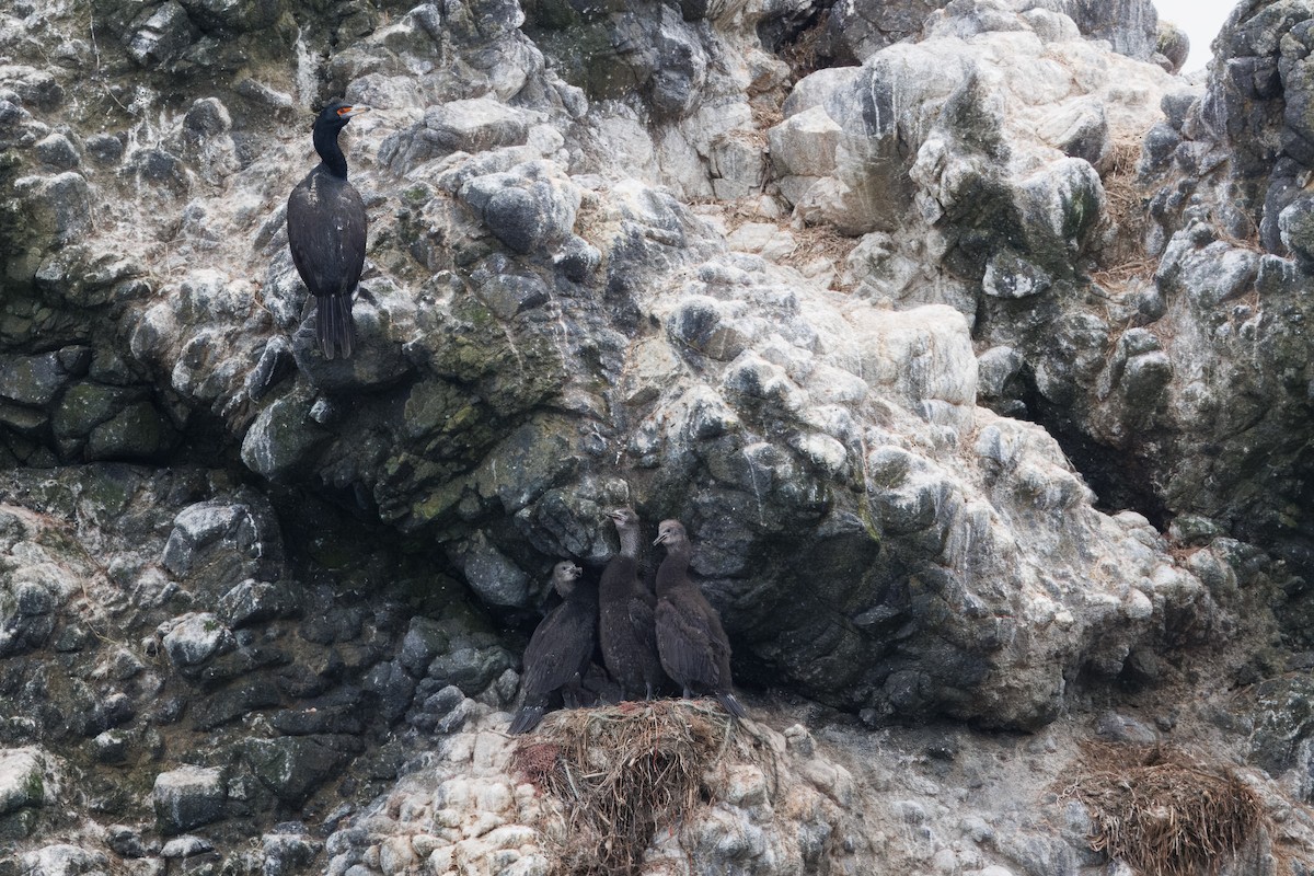 Red-faced Cormorant - ML639643233