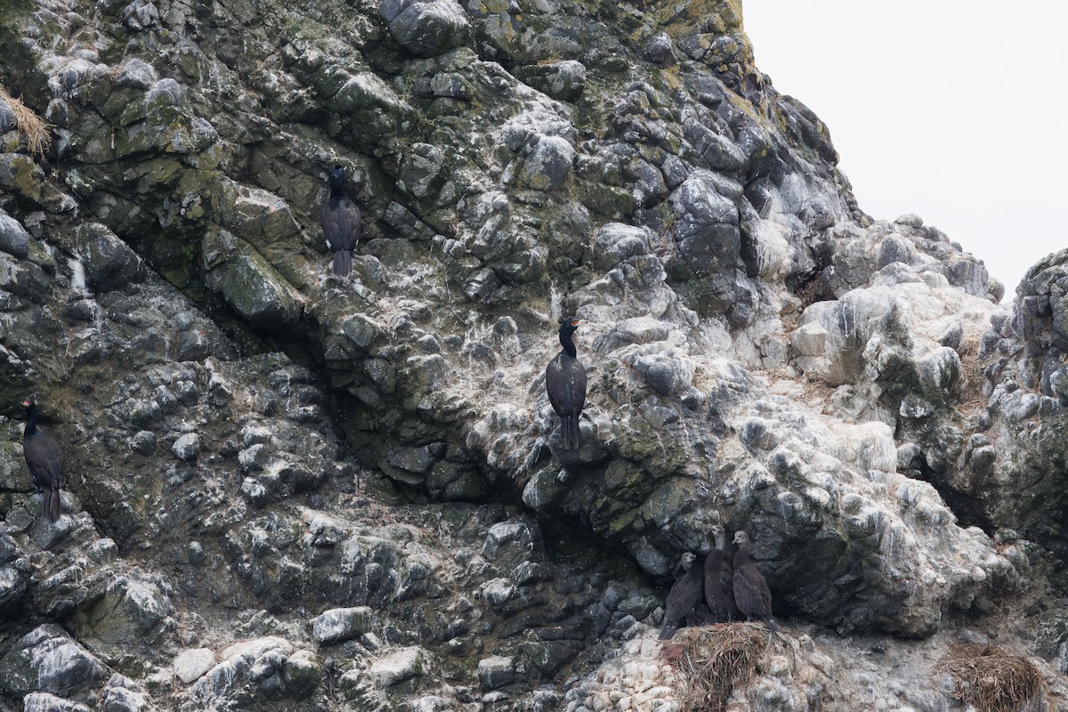Red-faced Cormorant - ML639643234