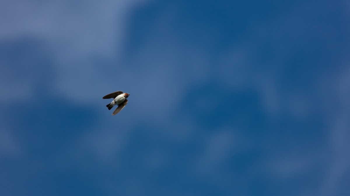 Cliff Swallow - ML639643236