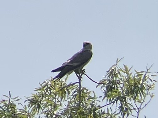 Mississippi Kite - ML639643241