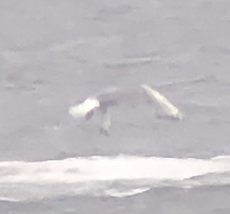 Bonaparte's Gull - ML639643279
