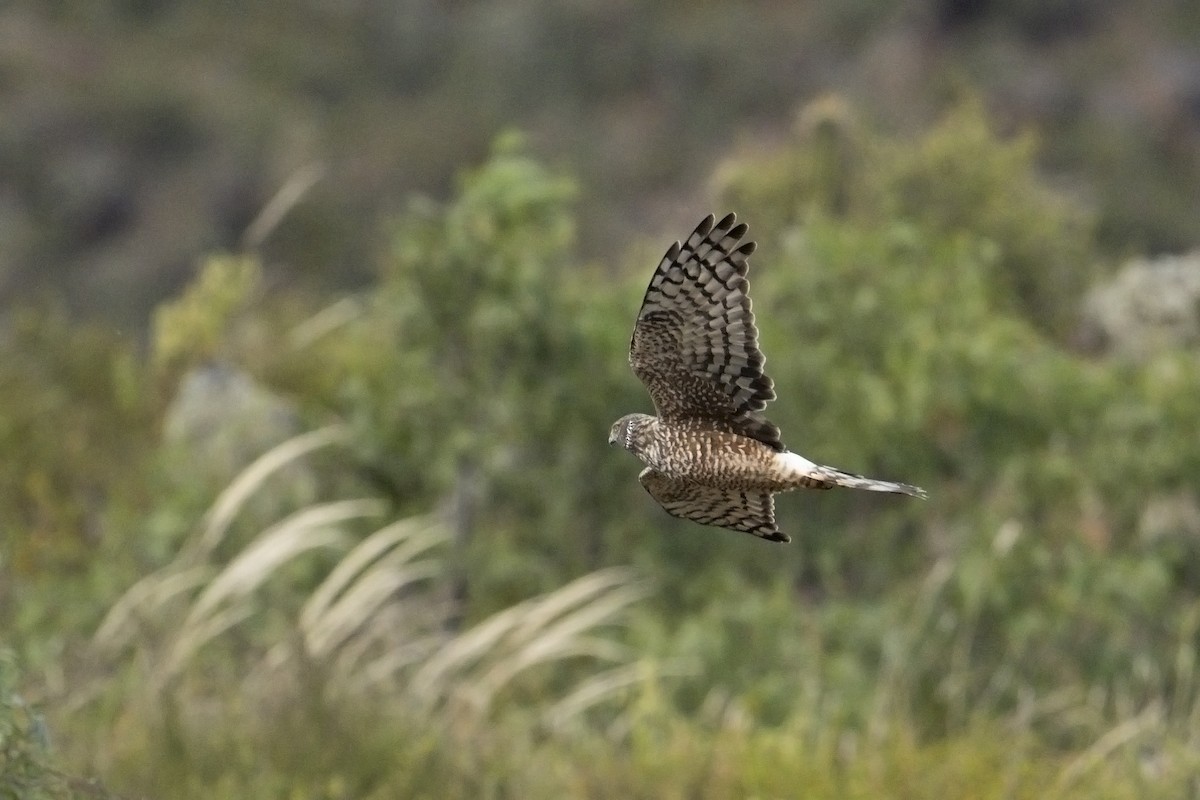 Cinereous Harrier - ML639643341