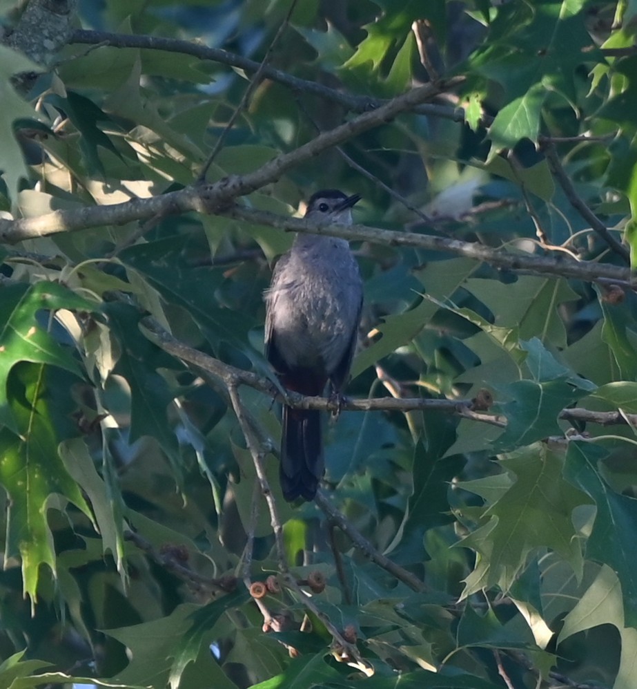 Gray Catbird - ML639643497
