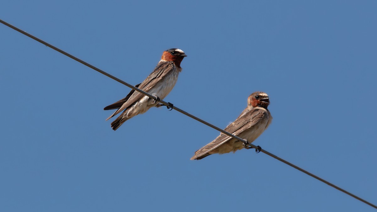 Cliff Swallow - ML639643560