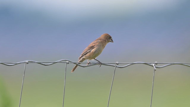 Blue Grosbeak - ML639643575