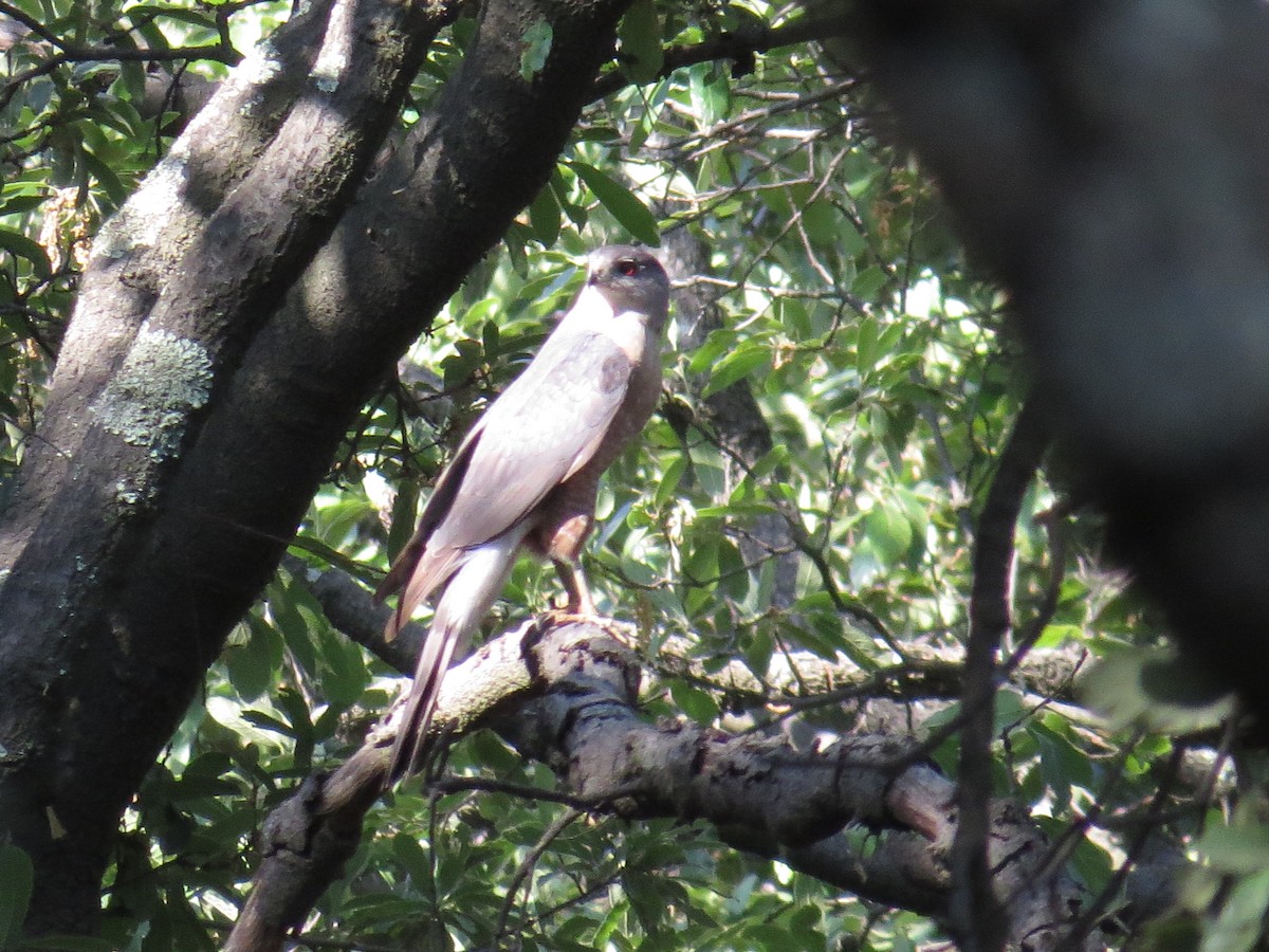 Cooper's Hawk - ML639643586