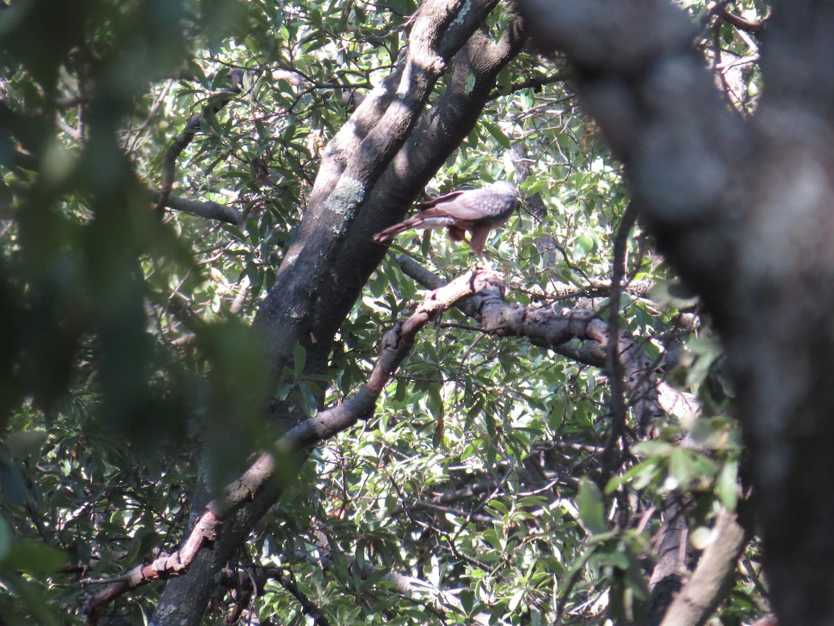 Cooper's Hawk - ML639643587