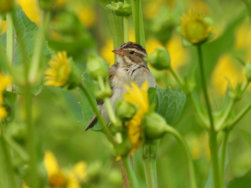 Clay-colored Sparrow - ML639643599