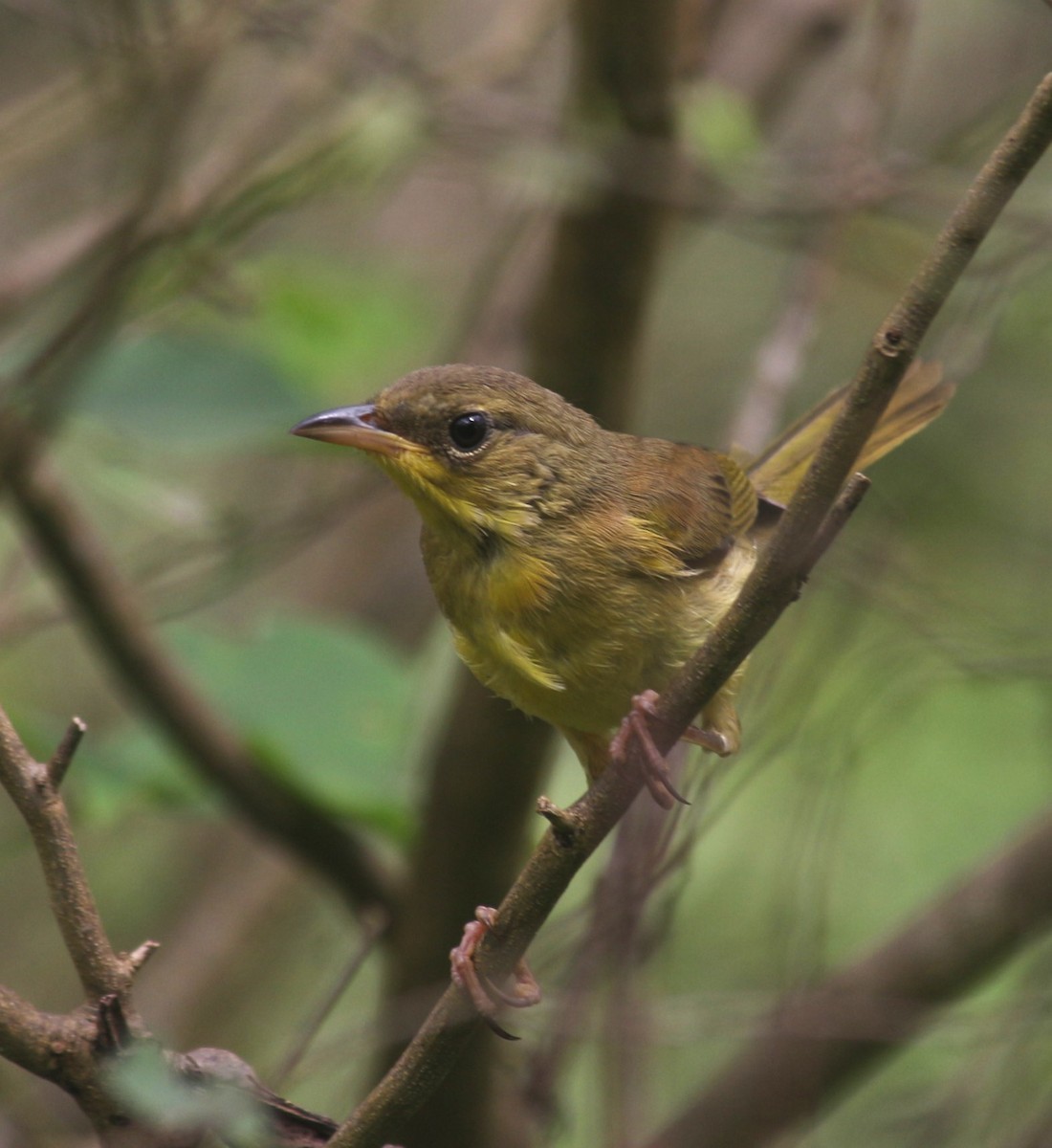 Gray-crowned Yellowthroat - ML639643634