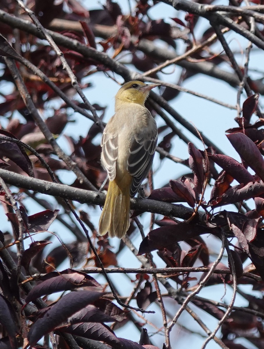 Bullock Turpiyalı - ML639643691