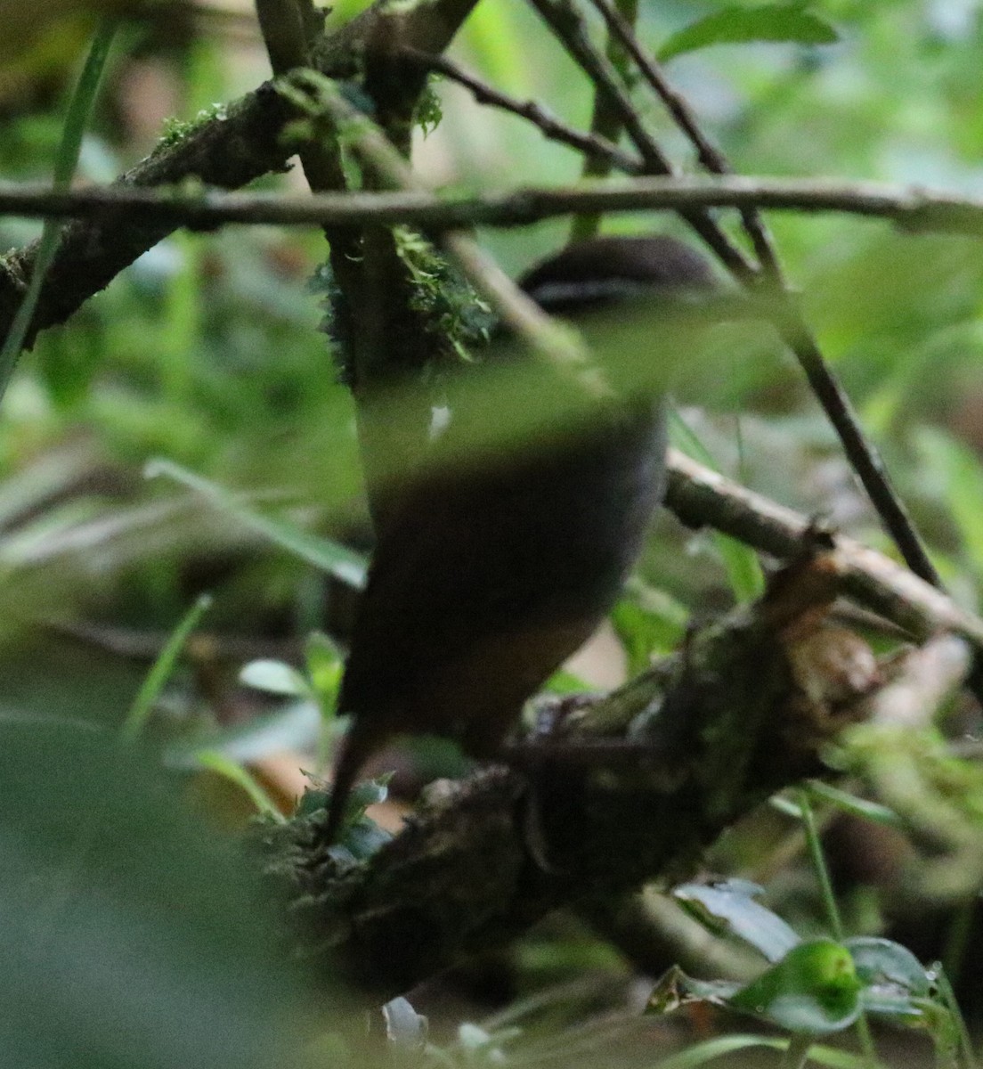 střízlík šedoprsý - ML639643852