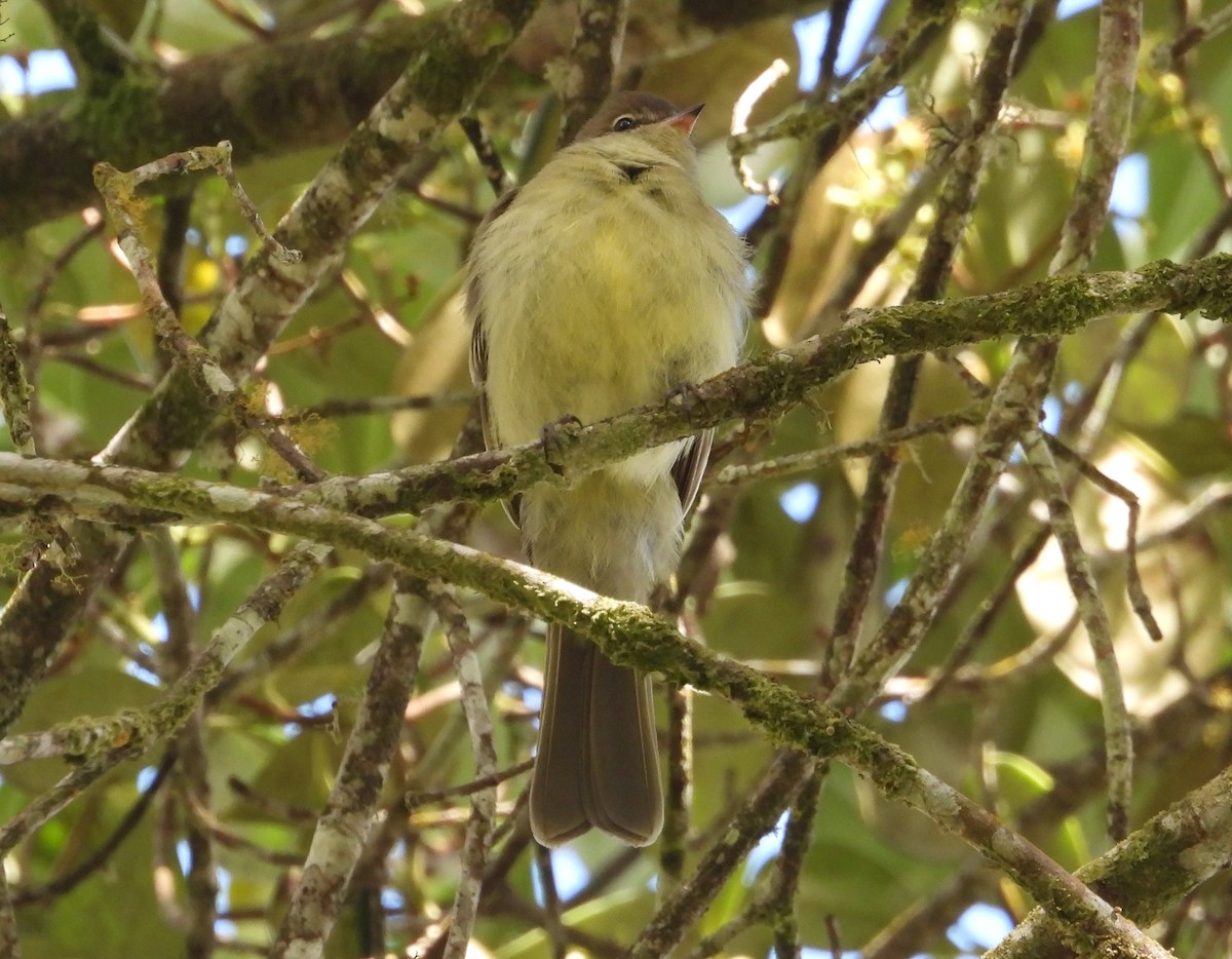 Highland Elaenia - ML639643862