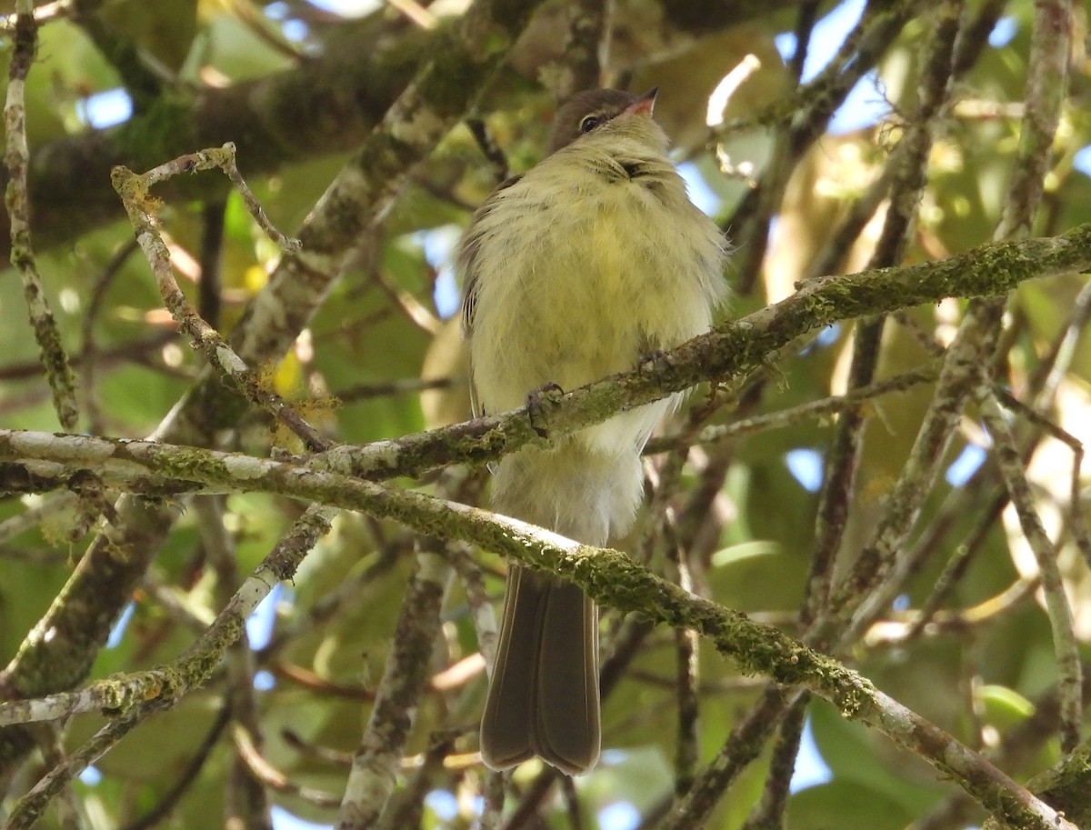 Highland Elaenia - ML639643863