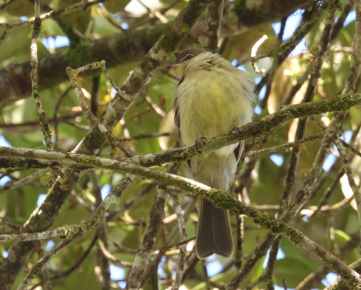 Highland Elaenia - ML639643864