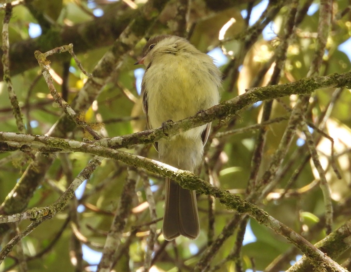 Highland Elaenia - ML639643865