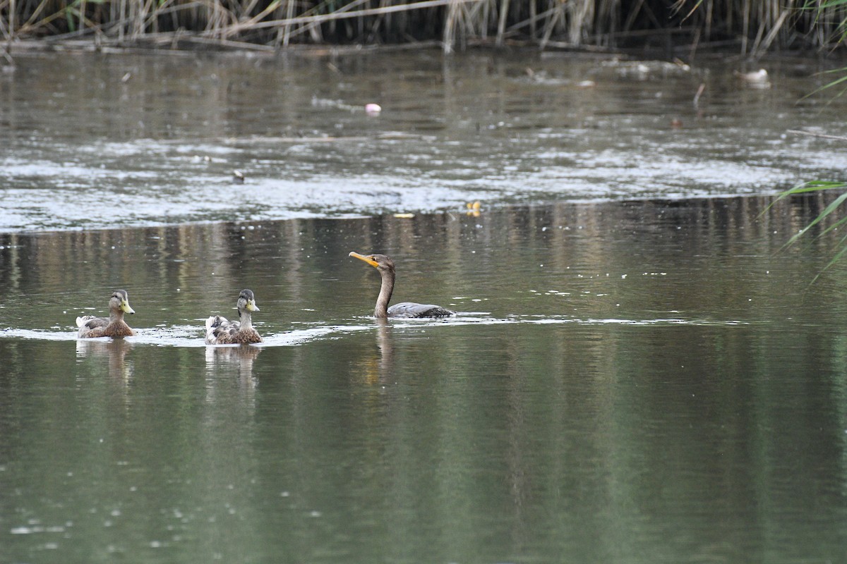Double-crested Cormorant - ML639643883