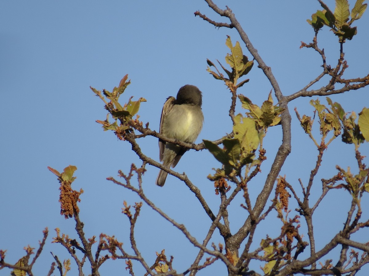 Western Wood-Pewee - ML639643889
