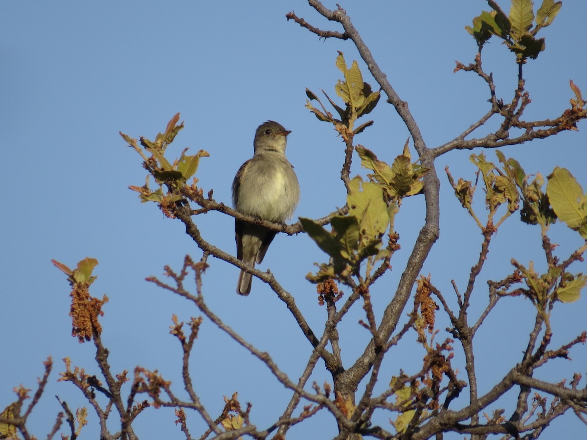 Western Wood-Pewee - ML639643890