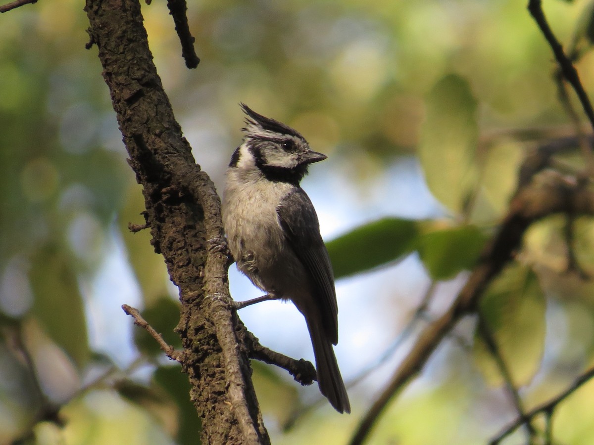 Bridled Titmouse - ML639643936