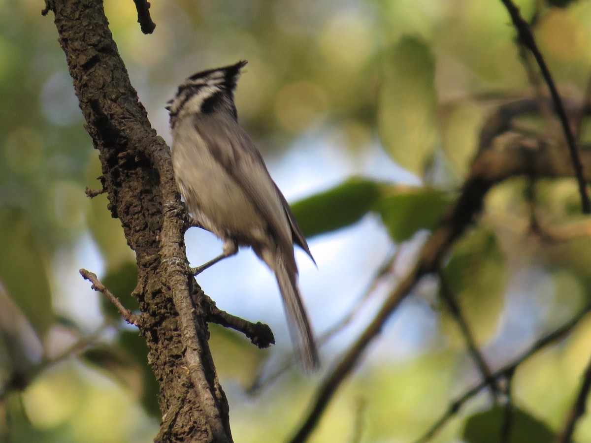 Bridled Titmouse - ML639643937