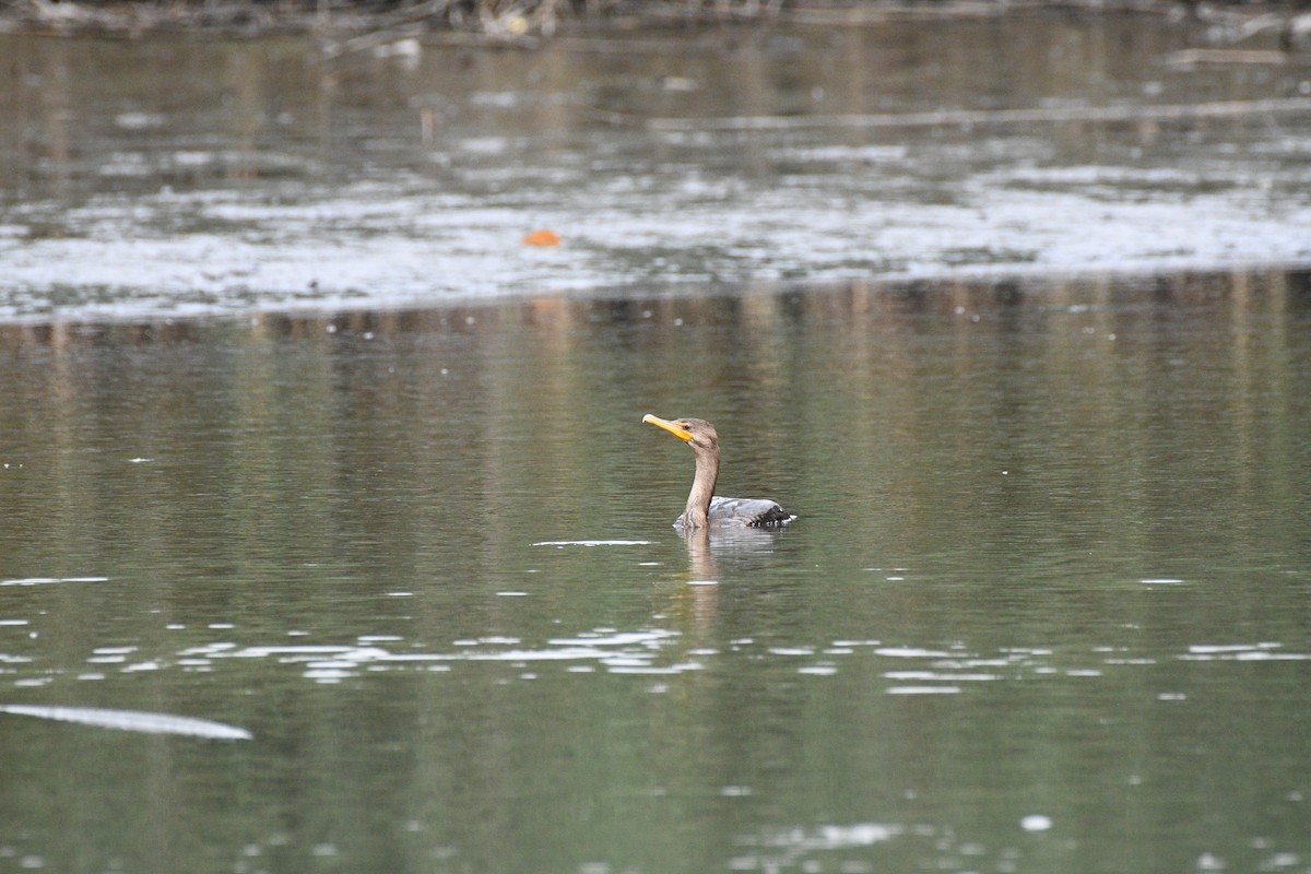 Double-crested Cormorant - ML639643939