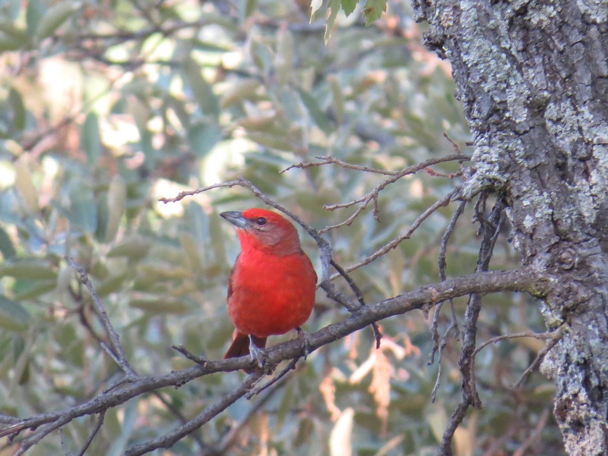 Hepatic Tanager - ML639643977