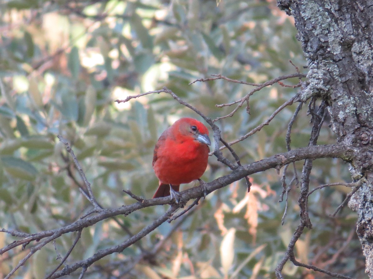 Hepatic Tanager - ML639643978