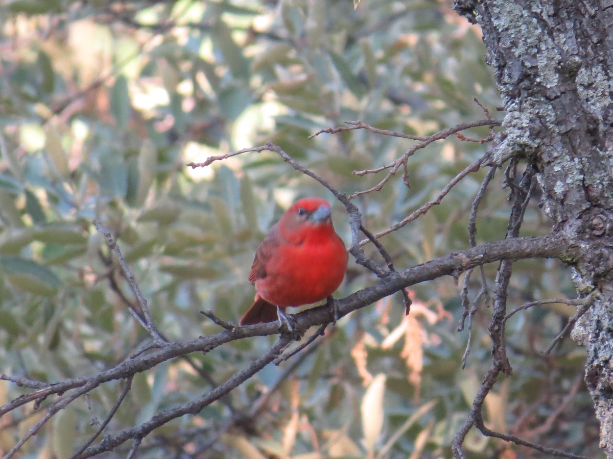 Hepatic Tanager - ML639643980