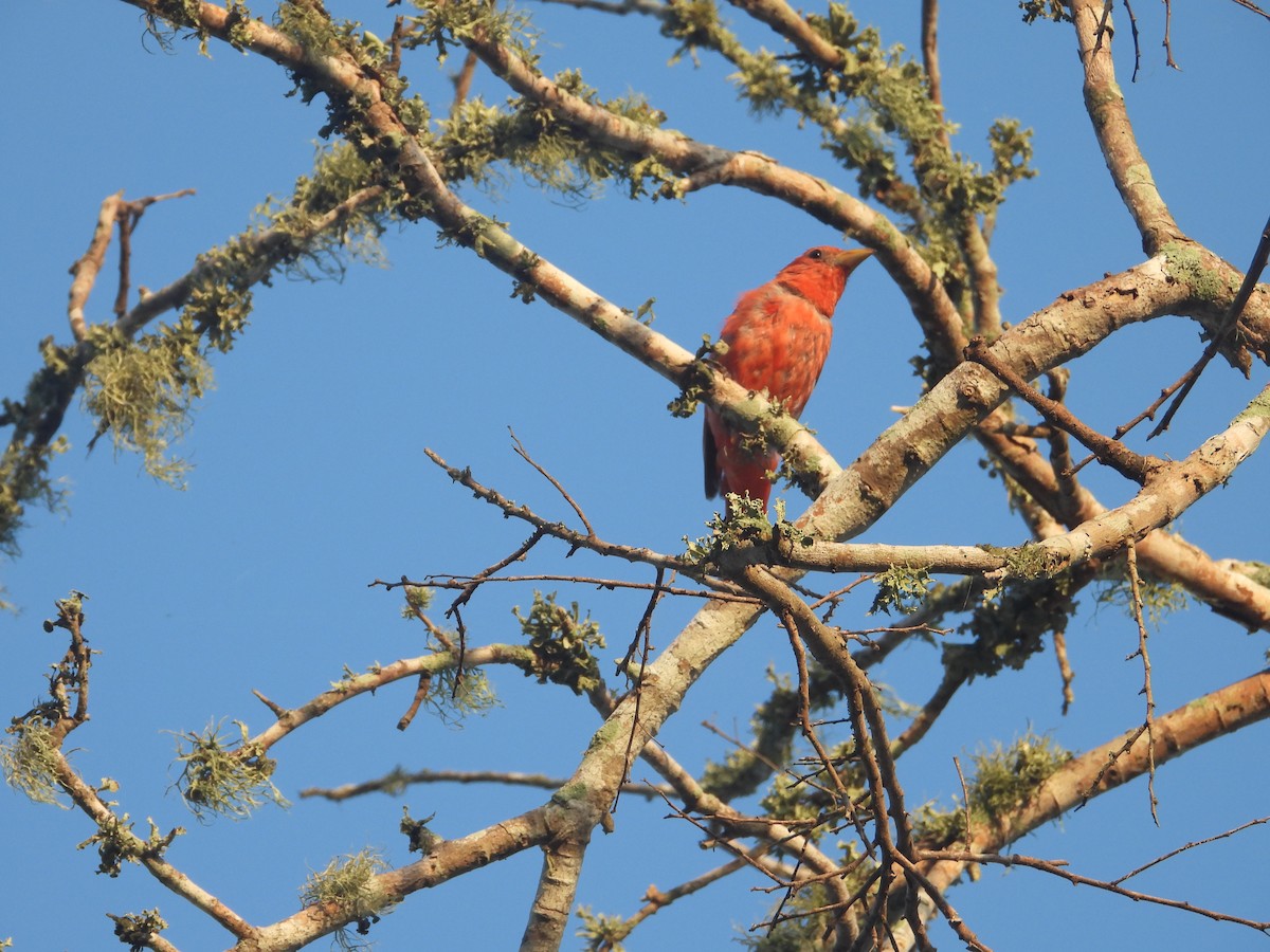 Summer Tanager - ML639644046