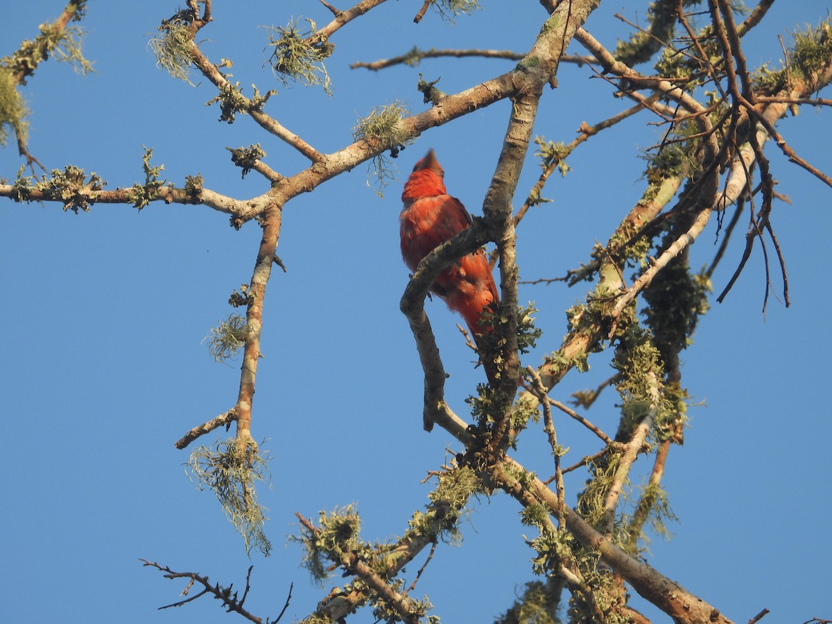 Summer Tanager - ML639644048