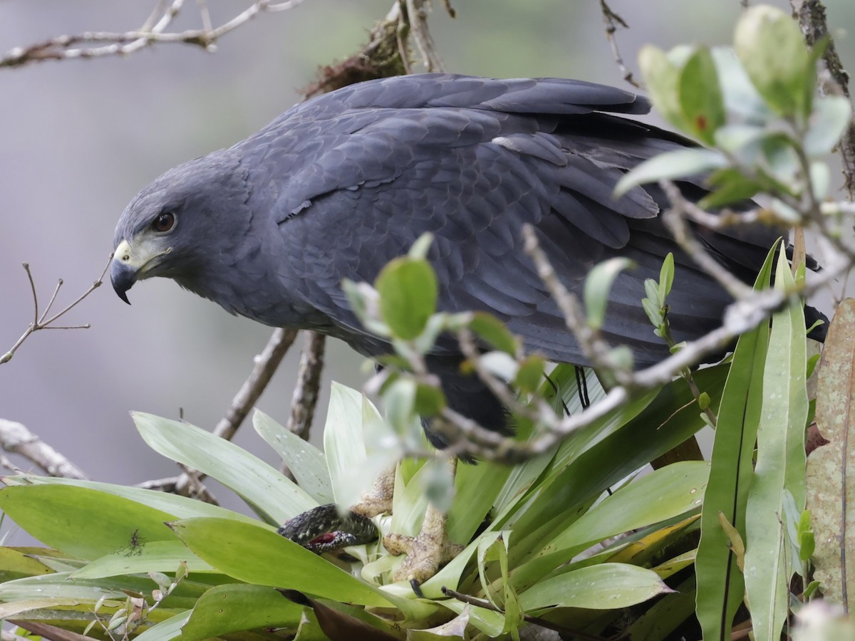 Solitary Eagle - Buteogallus solitarius - Birds of the World