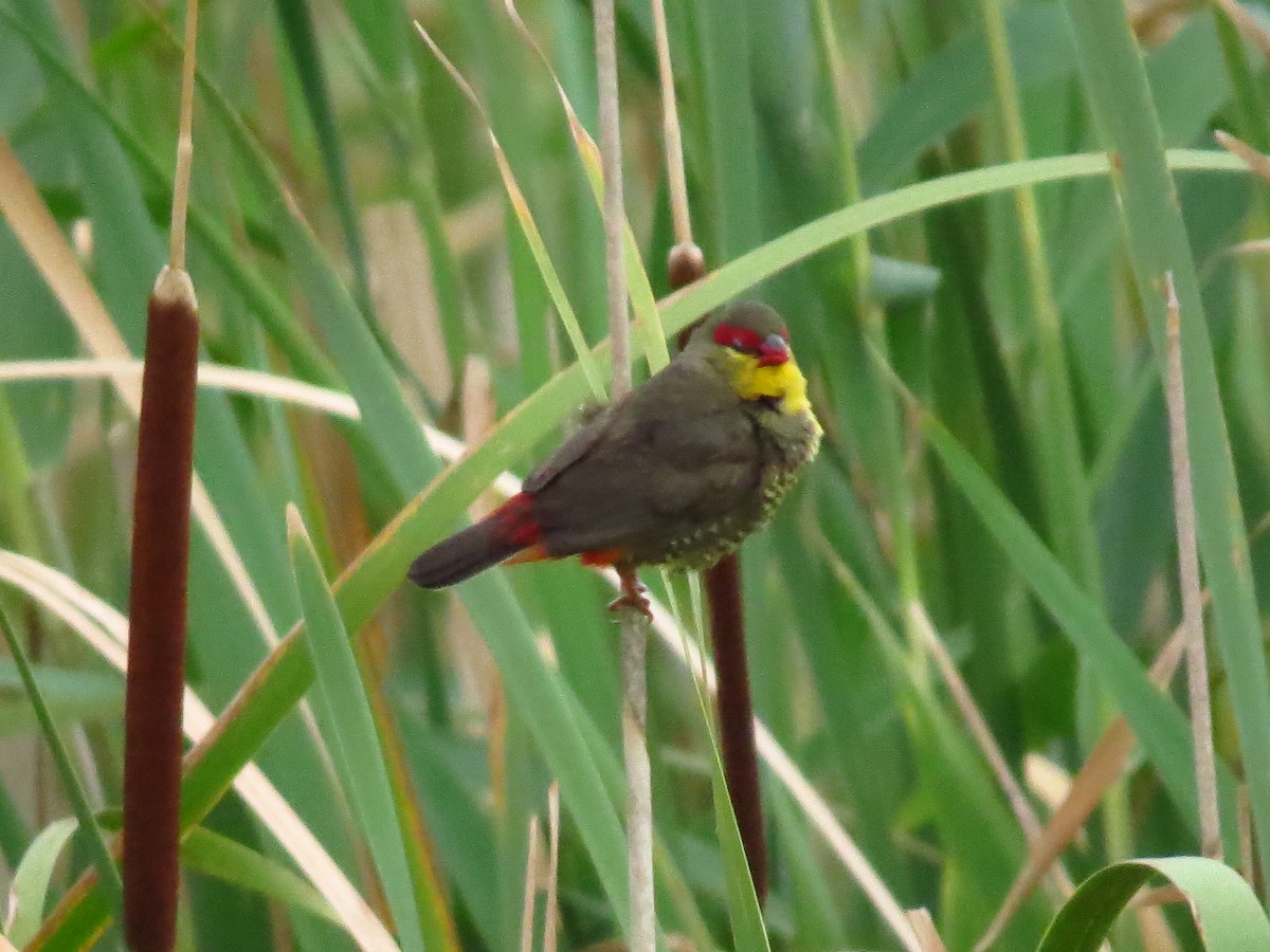 Zebra Waxbill - ML639644052