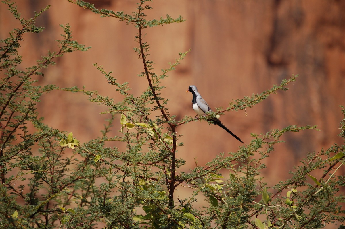 Namaqua Dove - ML639644082