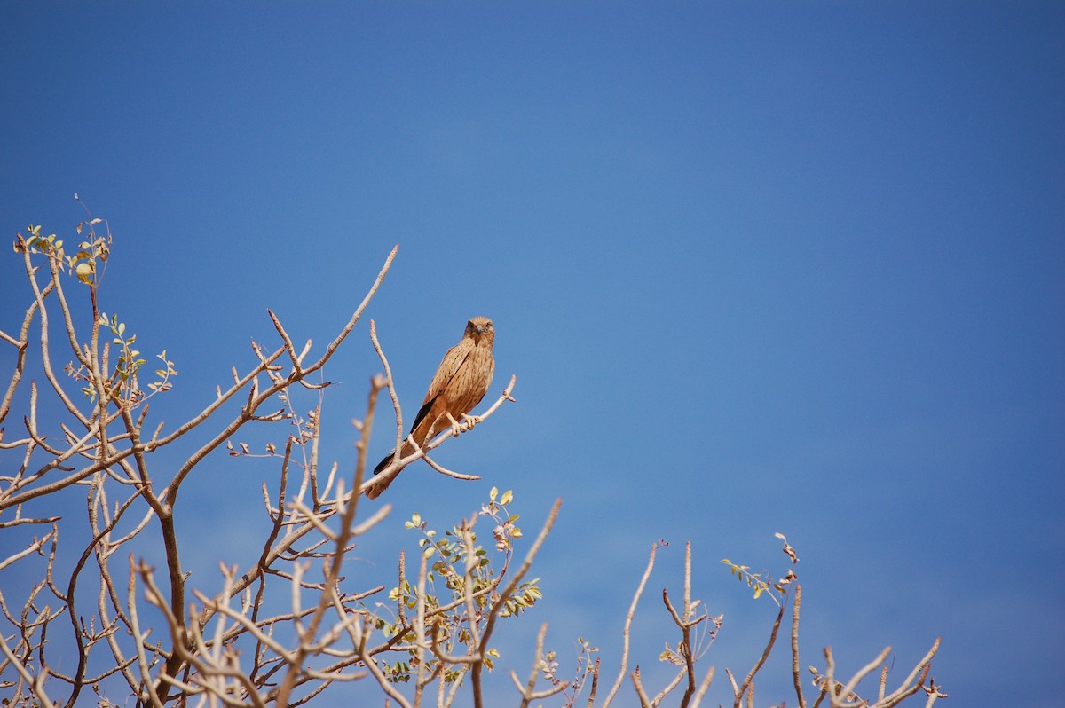 Fox Kestrel - ML639644109