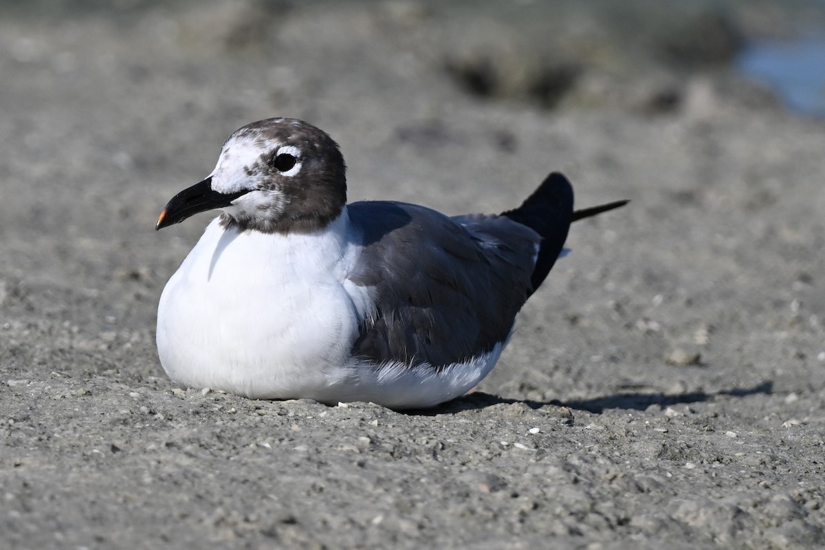 Antxeta mokogorri amerikarra - ML639644117