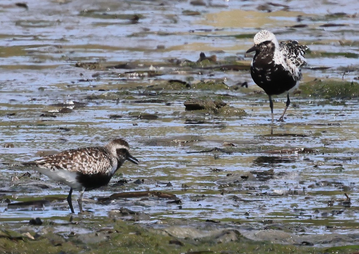Black-bellied Plover - ML639644178