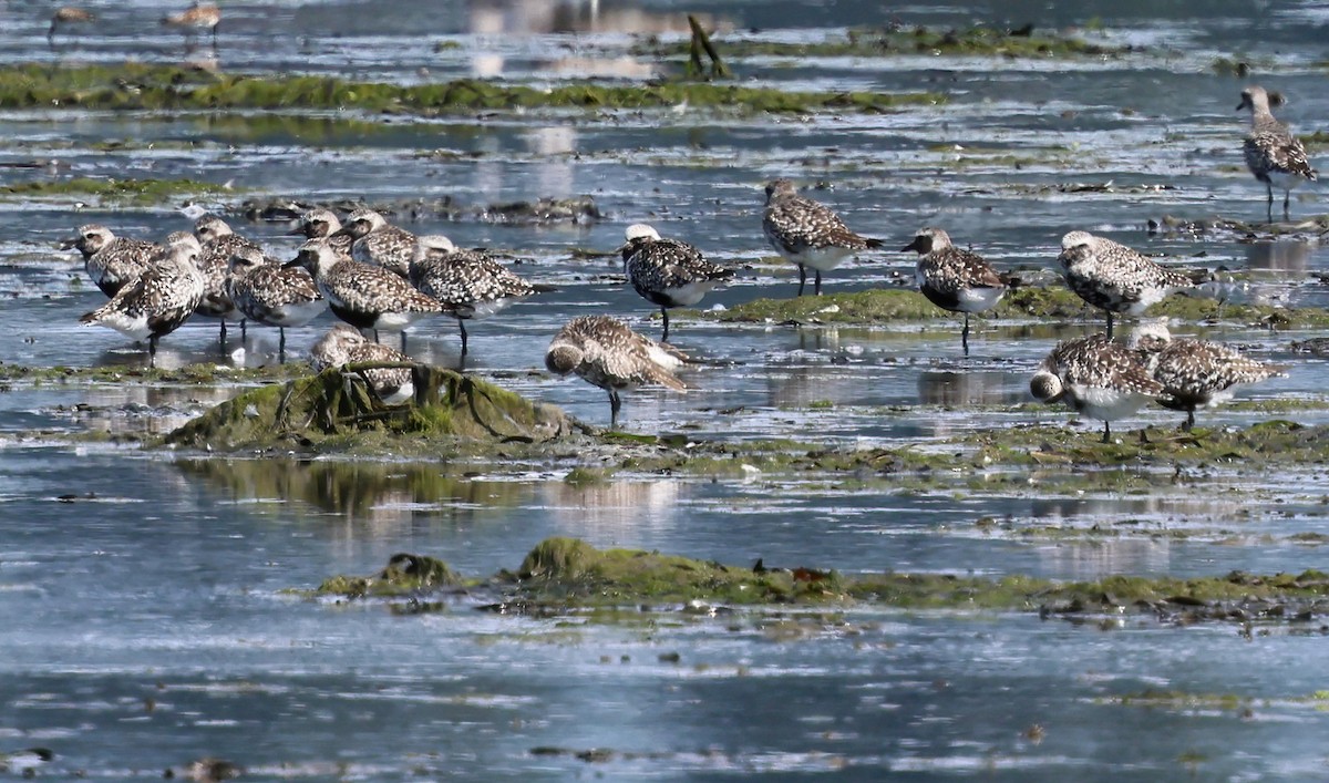 Black-bellied Plover - ML639644179
