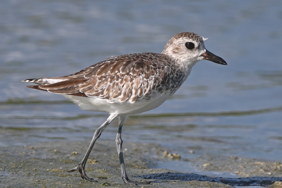 Black-bellied Plover - ML639644211