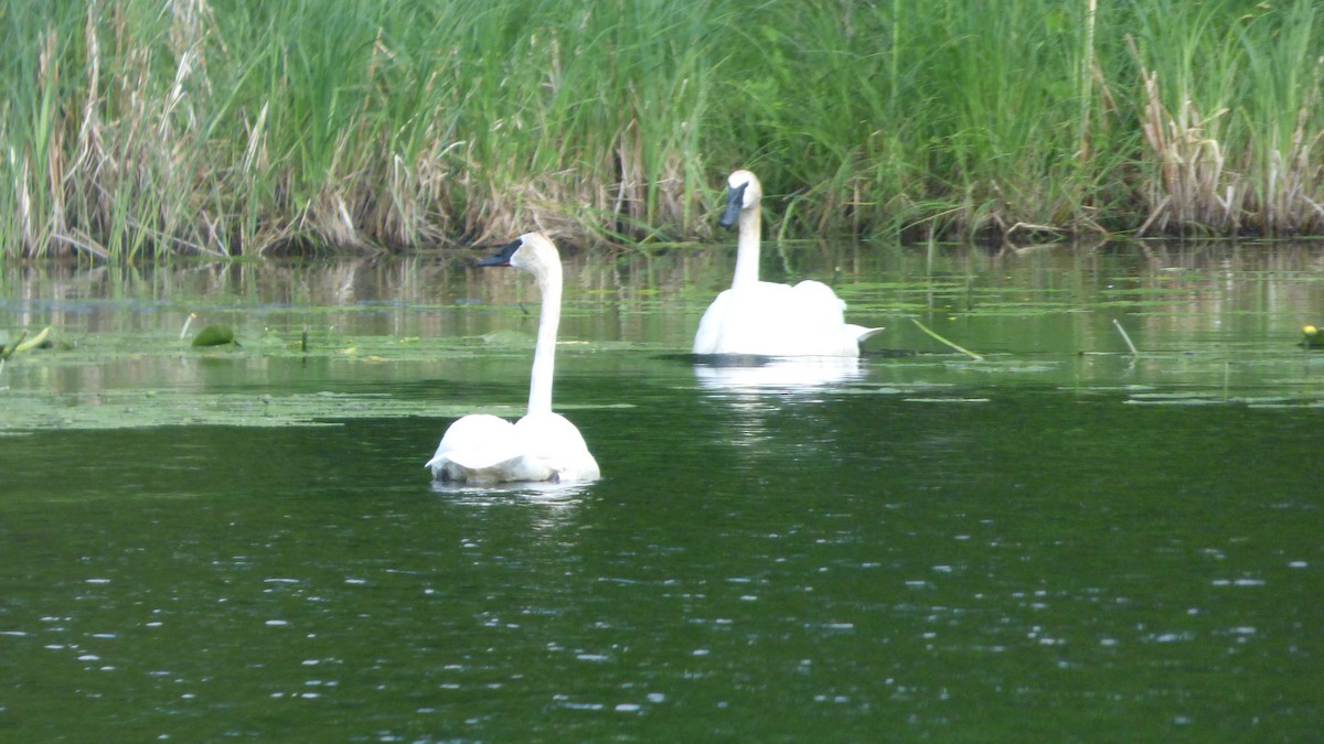 Trumpeter Swan - ML639644218