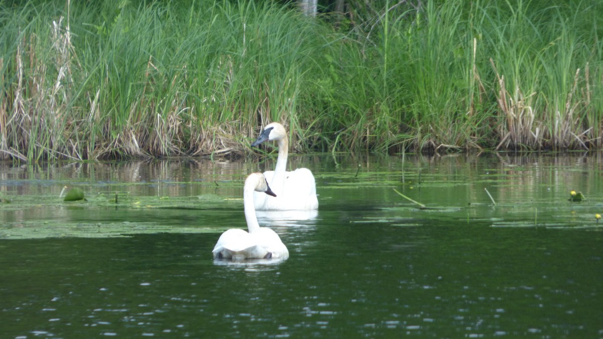 Trumpeter Swan - ML639644221