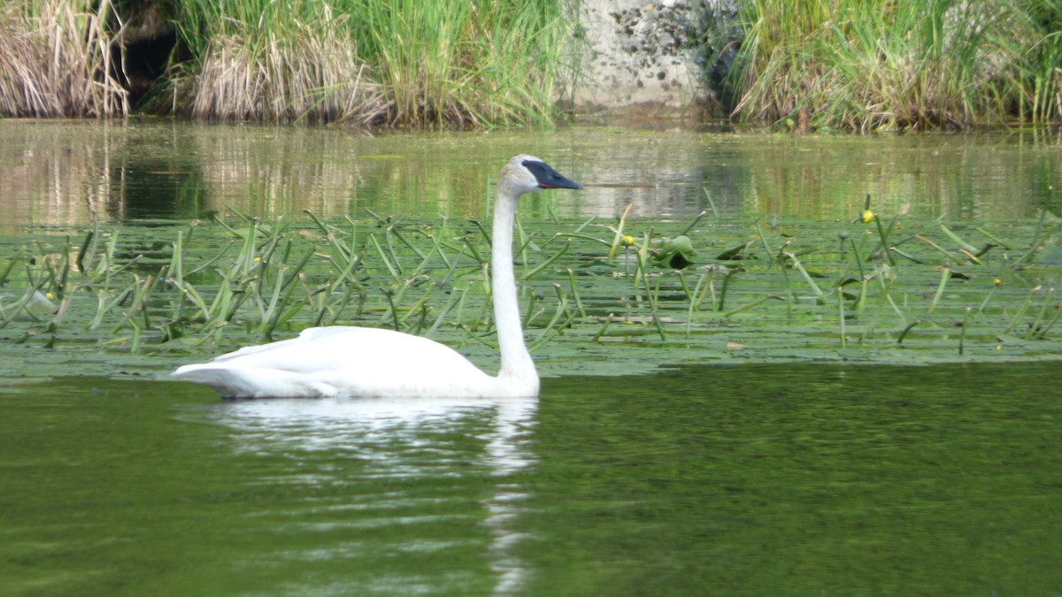 Trumpeter Swan - ML639644222