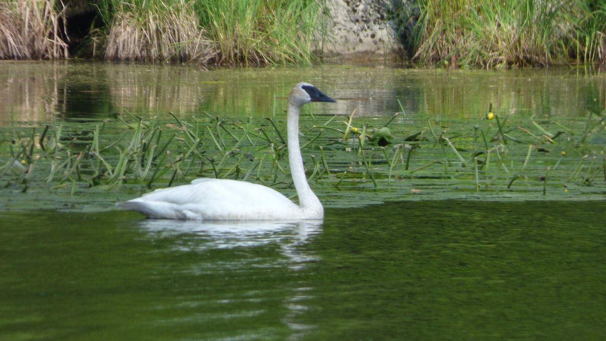 Trumpeter Swan - ML639644223