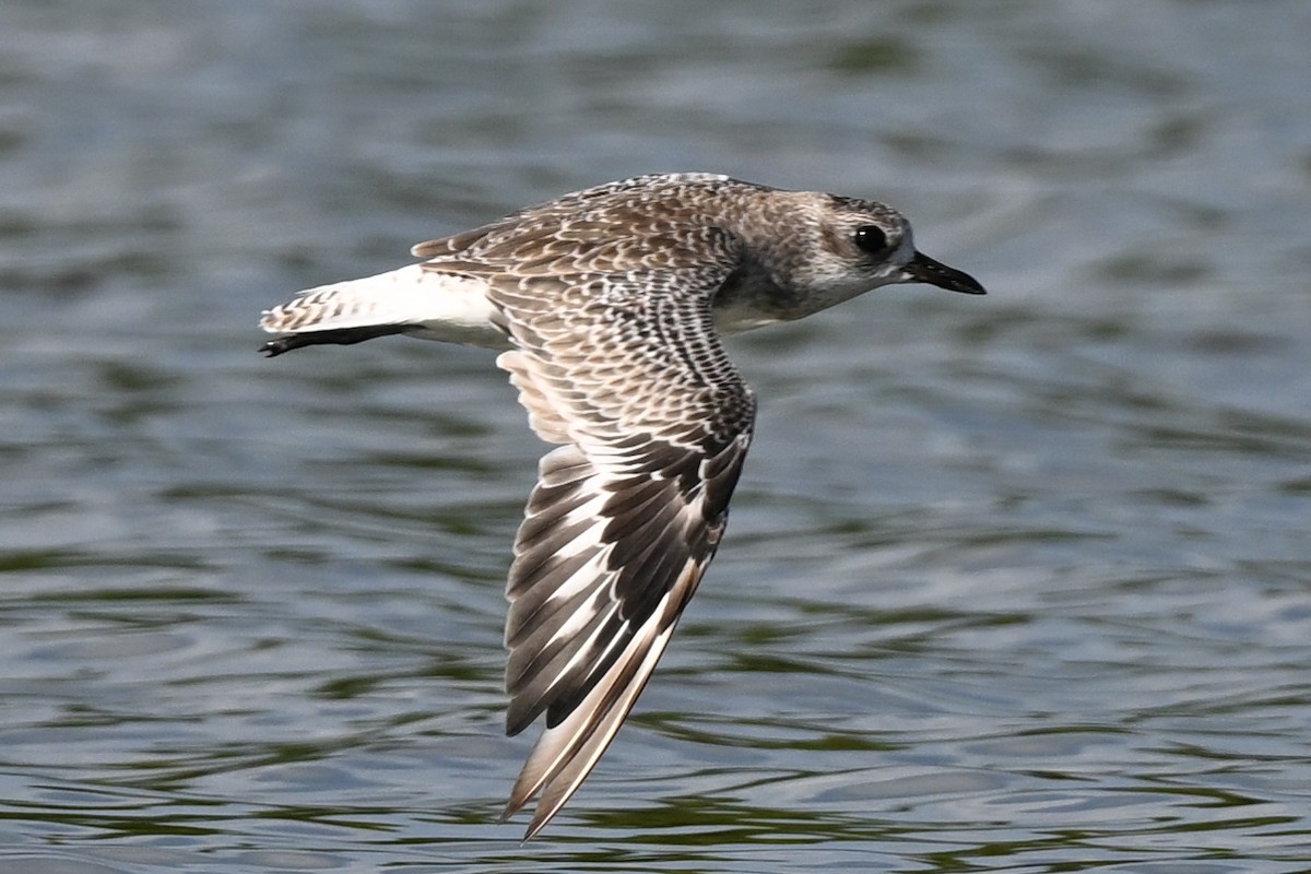 Black-bellied Plover - ML639644229