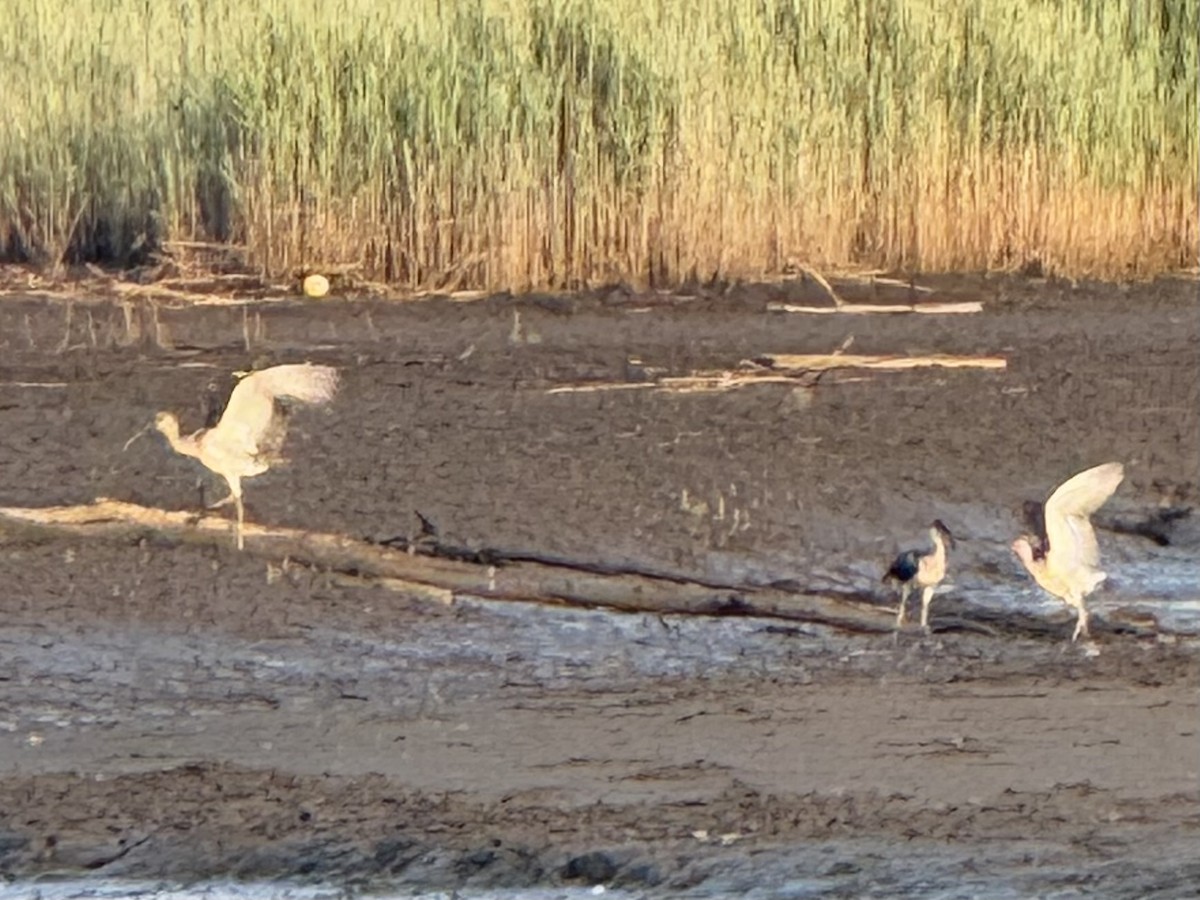 White Ibis - ML639644301