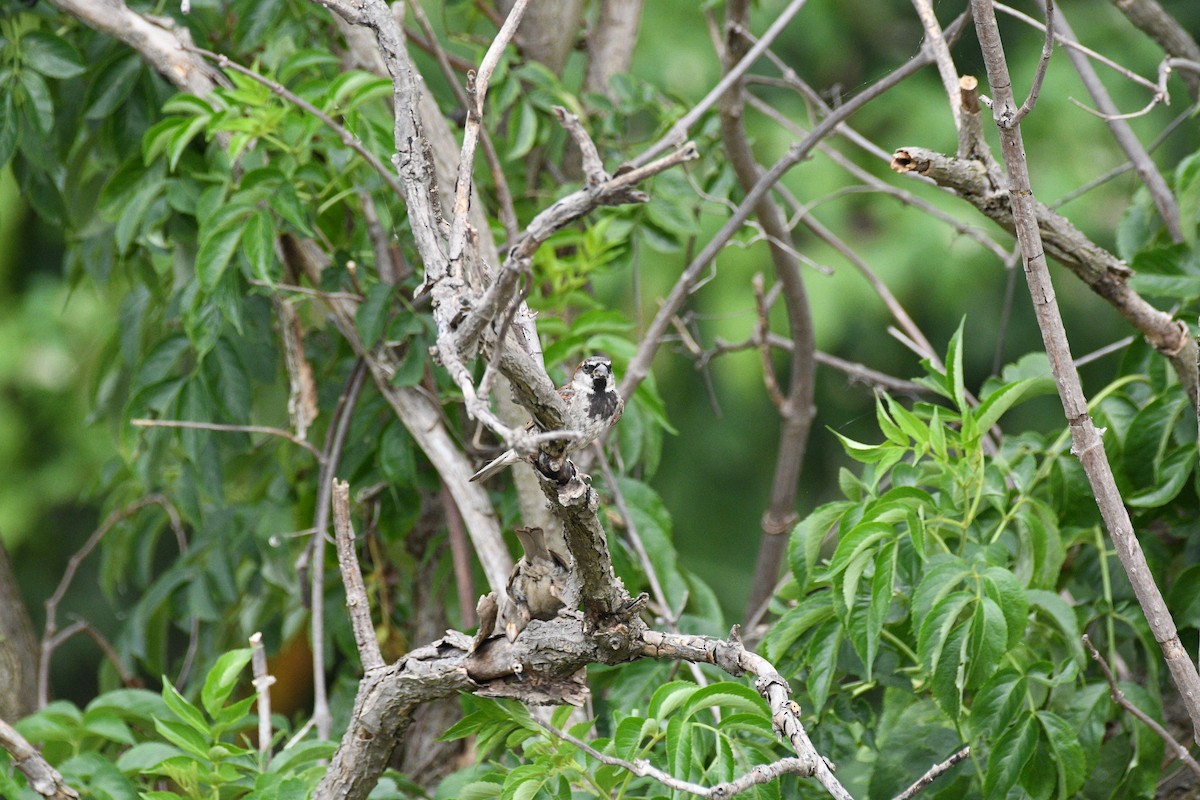 Оронгийн бор шувуу - ML639644308