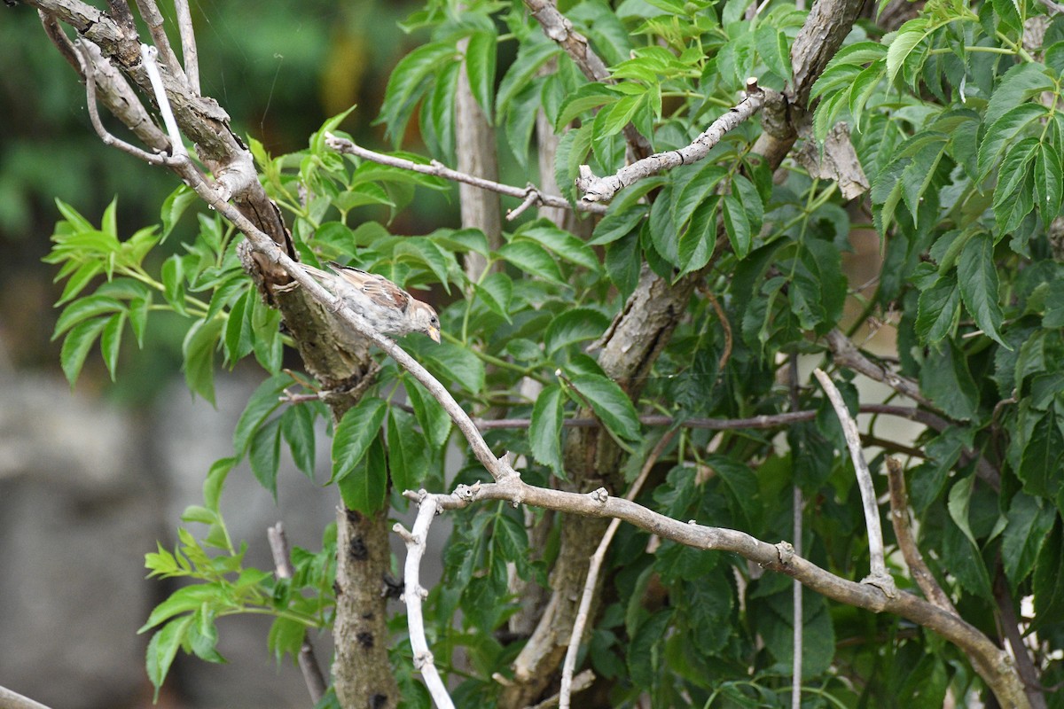 Оронгийн бор шувуу - ML639644312