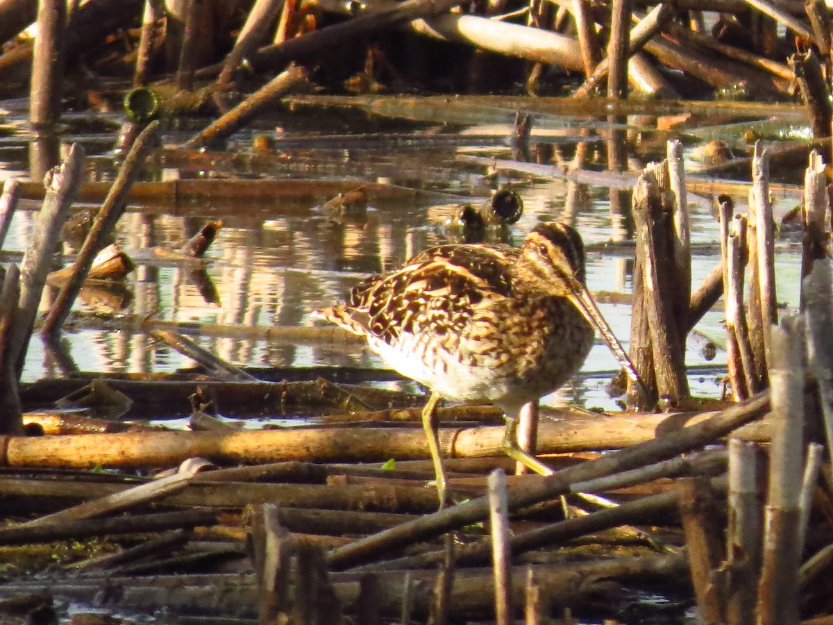 African Snipe - ML639644321