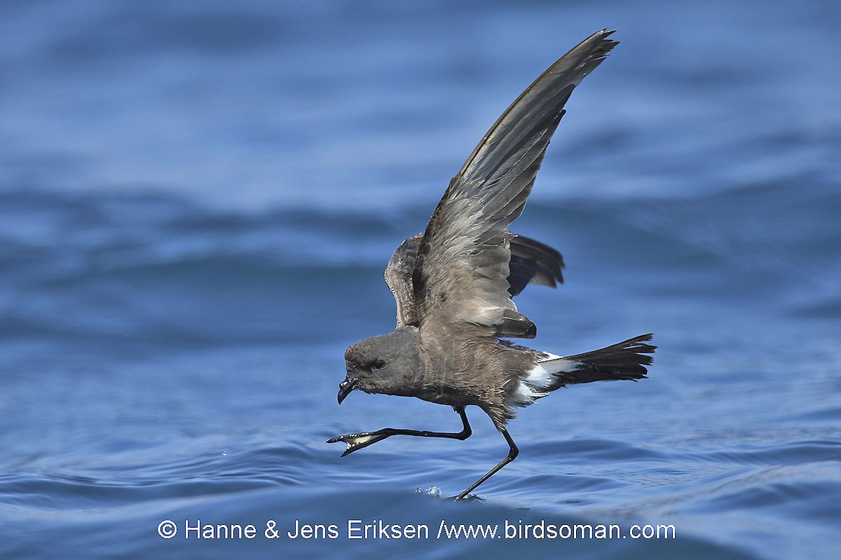 Wilson's Storm-Petrel - ML63964441